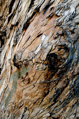 editorial, medio ambiente,,