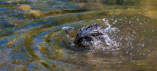 Splashes from a diving duck on the water surface of the reservoir in summer