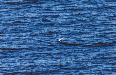 Fototapeta premium Bird Seagull in flight against the water