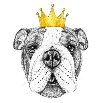 bulldog dog head hand drawn illustration. Doggy with crown on his head