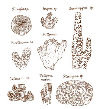 Corals. Hand drawn black realistic outline vector illustration.