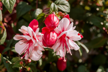 Fuchsia (Fuchsia hybrida) in greenhouse