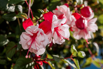 Fuchsia (Fuchsia hybrida) in greenhouse