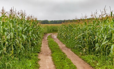 Fototapeta na wymiar Country road through corn field in cloudy weather