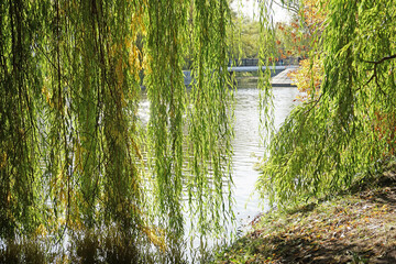 The weeping willow on the shore of the city pond