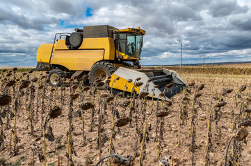 Combine harvester harvesting sunflowers in autumn for the production of biodiesel