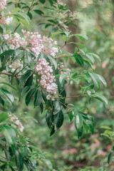 Spring background with branch with little pink and white flowers and green leaves and bokeh