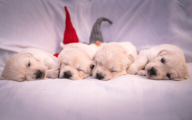Tiny sweet newborn puppies of a golden retriever.	 Christmas mood.