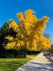 beautiful autumn tree Ginkgo Biloba,