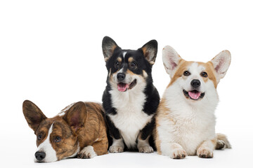 three dogs on a white background. Different colors of welsh corgi pembroke and cardigan together. Happy pets