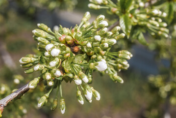 Sweet Cherry (Prunus avium) in orchard