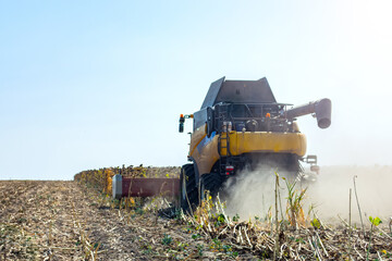 harvesting sunflower in the field with a combine