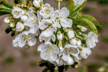 Sweet Cherry (Prunus avium) in orchard