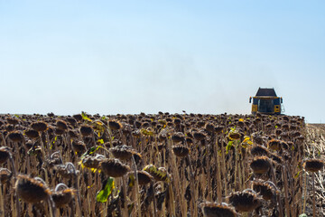 harvesting sunflower in the field with a combine