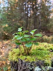 flowers in the woods