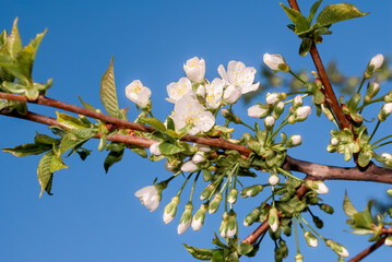 Sweet Cherry (Prunus avium) in orchard