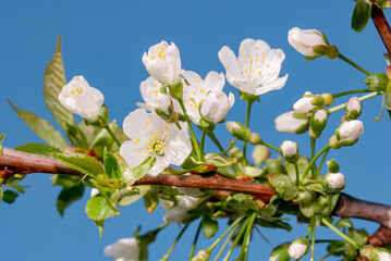 Sweet Cherry (Prunus avium) in orchard