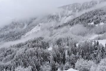 Fototapeta premium bosco foresta neve inverno innevato alta montagna freddo gelo inverno pini abeti larici 