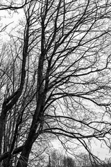 Branches of an old tree against the background of the winter gray sky.