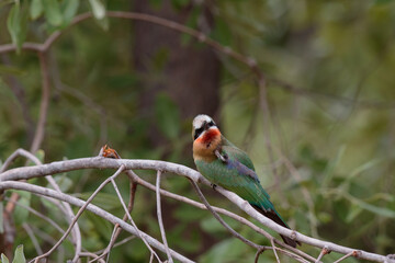 Merops bullockoides