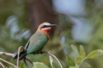 Merops bullockoides