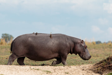Buphagus erythrorhynchus, hippopotamus
