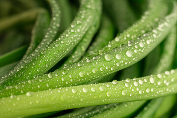dew drops on green onion stalks, for background about articles about healthy eating and health