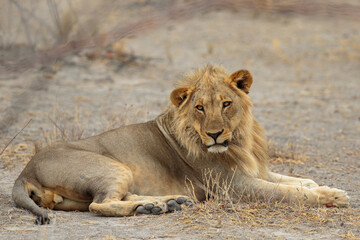 Panthera leo
