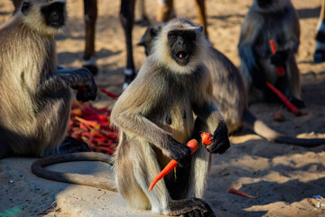 Monkey eating Carrot