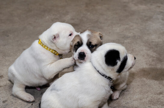 Puppies of Turkmen Alabai.
