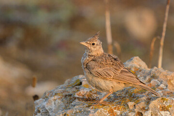 Galerida cristata cypriaca