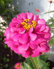 Fototapeta premium Pink Dahlia