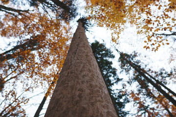Fototapeta premium trunk of big tree in forest