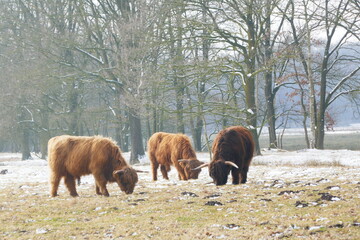 Grazing Scottish highlanders in a snowy nature reserve.