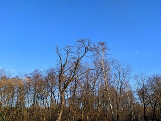 blue autumn sky above the trees