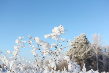 Grass in hoarfrost against the background of blue sky and trees in winter
