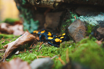 Fototapeta na wymiar black and yellow eft on moss