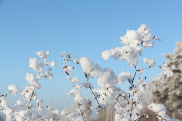 Grass in hoarfrost against the background of blue sky and trees in winter