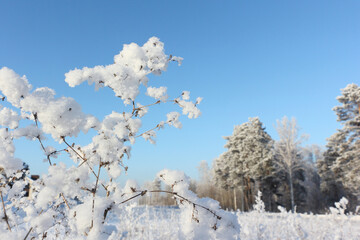 Grass in hoarfrost against the background of blue sky and trees in winter