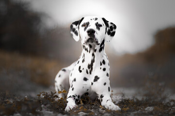 dalmatian in the grass