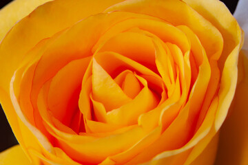 Core of Yellow rose macro.