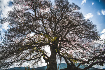 trees and sky