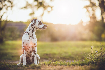 Dalmatian dog looking the sunset