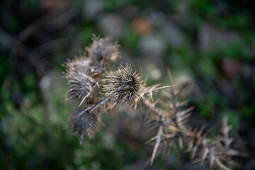 thistle flower in the garden