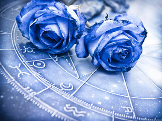 romantic astrology concept with horoscope, blue zodiac and beautiful flower blue rose like zodiac...
