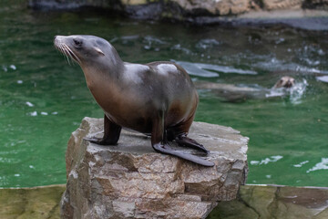Seal in his enclosure and basking in the sun