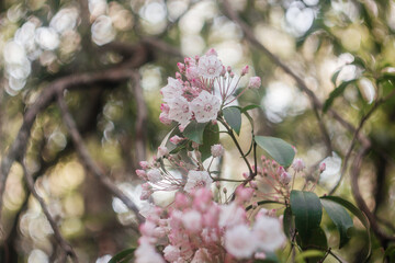 White small flowers on a beautiful bright bokeh background
