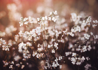 A lot of white delicate flowers bloom in a wild field at sunset in spring time. Tenderness.