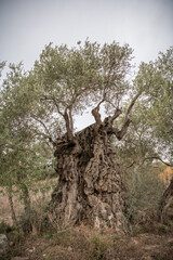 
1755-year-old olive tree