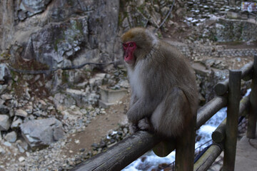 Naklejka premium japanese monkey